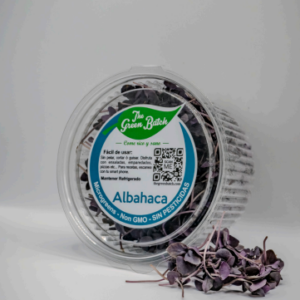 Albahaca Morada