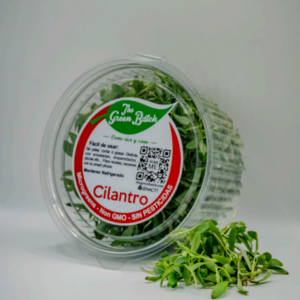 Cilantro