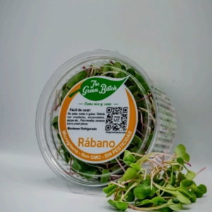 Rábano Verde