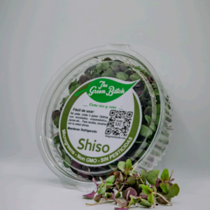 Shiso